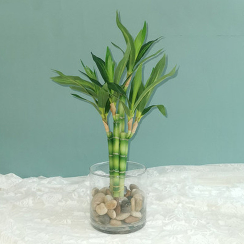 Aquarium Fish To Buy - Nowy 40cm rFtificial Lucky Bamboo Succulent