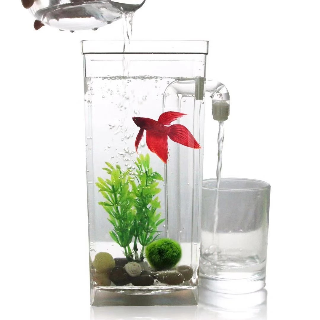 Aquarium Fish Goldfish - Leniwa bezpłatna wymiana wody pulpit akwarium