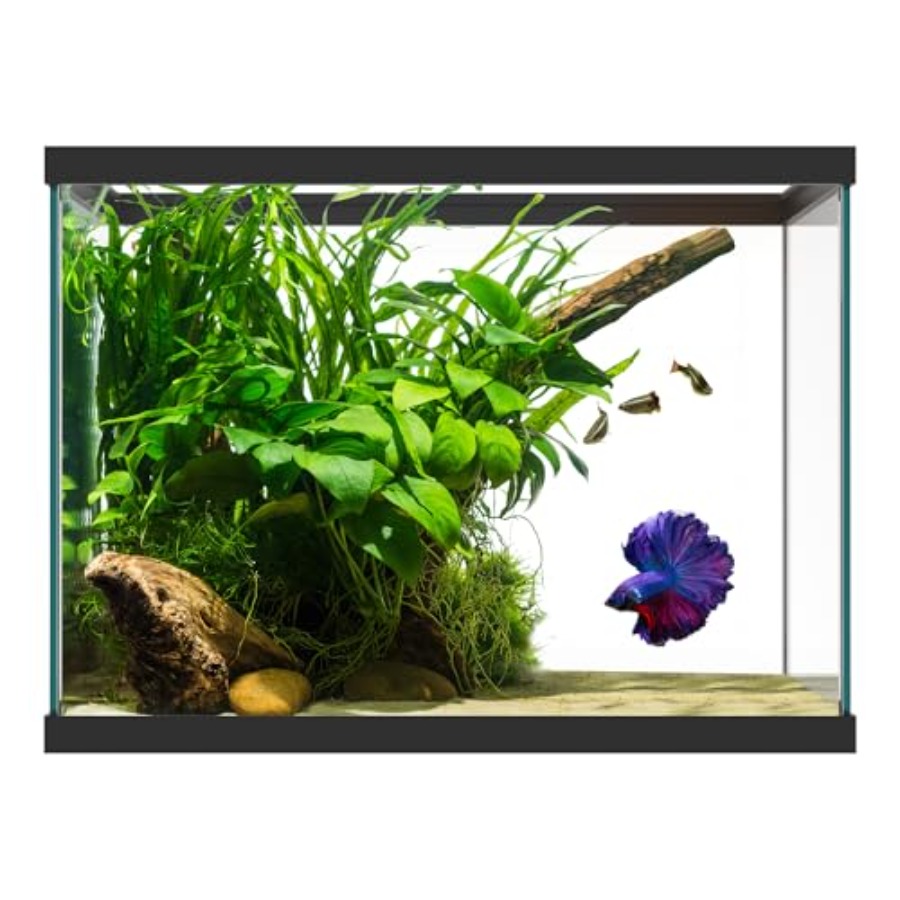 Aquarium Fish Big - Szklane akwarium o pojemności 20 galonów