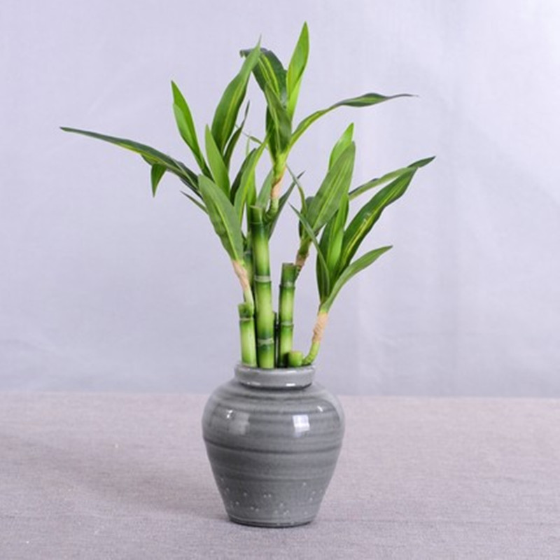 Nowy 40cm rFtificial Lucky Bam – Aquarium Fish To Buy recenzja i cena