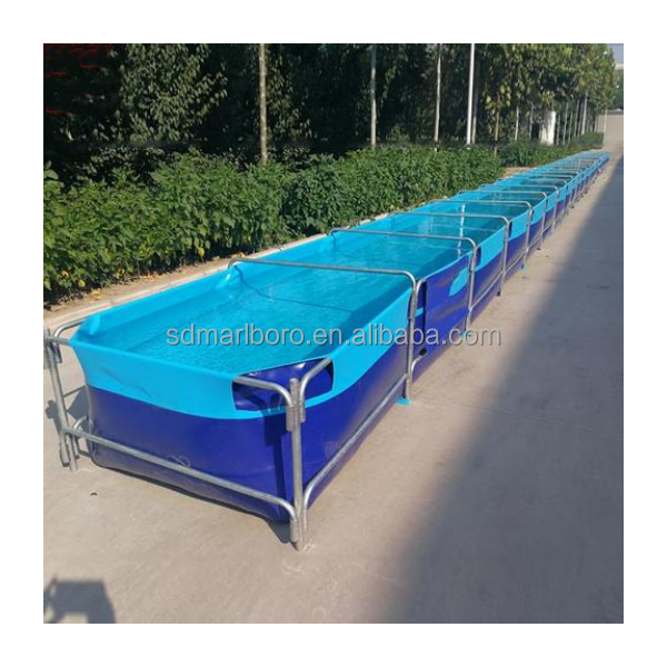 AIROW Niestandardowe, wysokiej – Aquarium Fish For Sale recenzja i cena