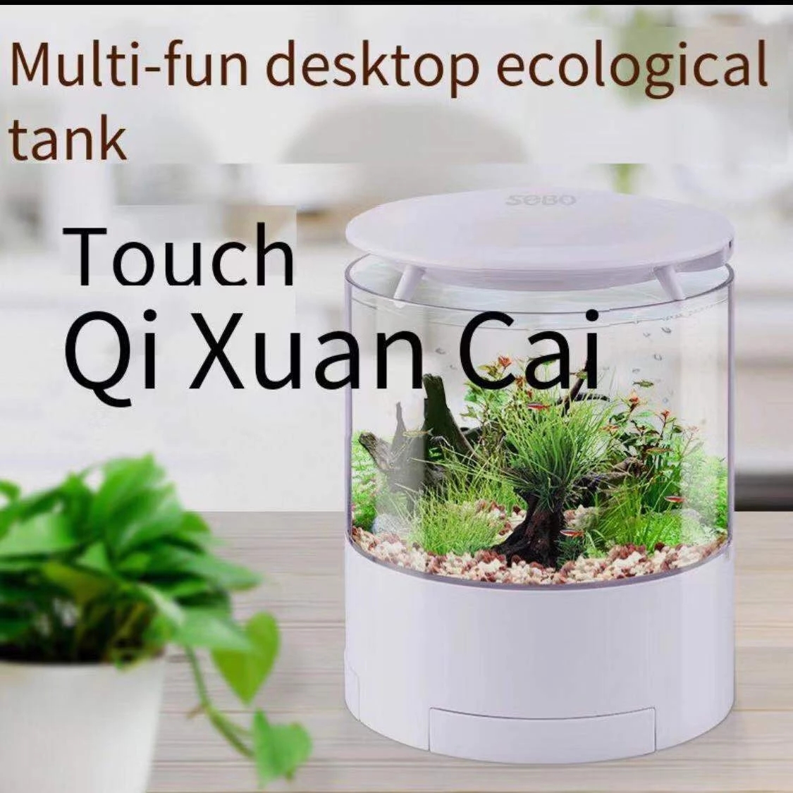 Okrągłe kolorowe światła pulpi – Aquarium Fish For Sale recenzja i cena